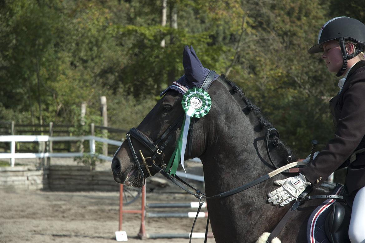 Holstener Prior's Hubert *ENGEL* <3 R.I.P 04-10-2012 - Nr. 3 - du forstår at slå fødderne, væk under mig (': billede 2