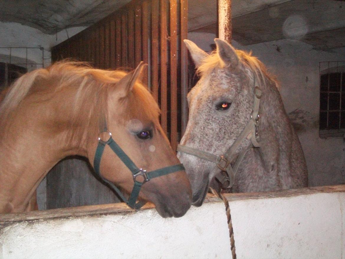 Anden særlig race Prins Brutus - Sheila og ham :-D billede 10
