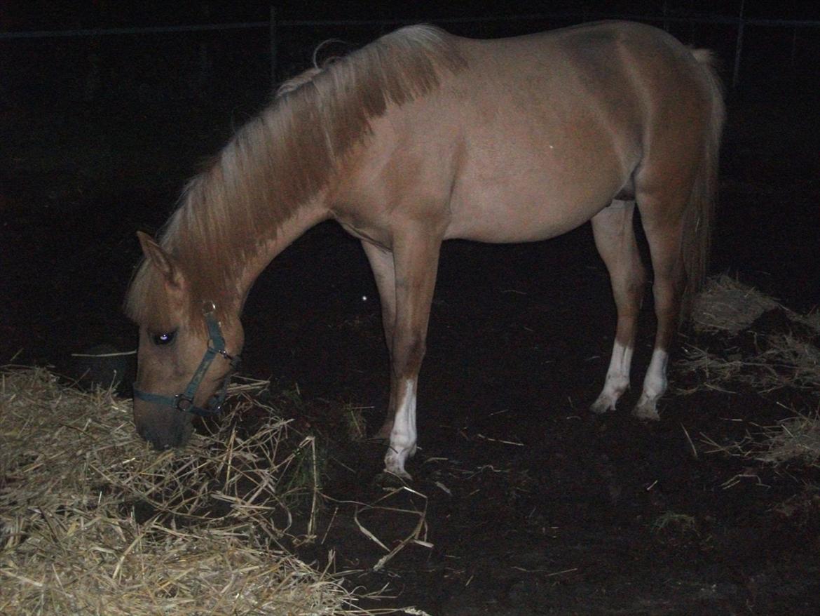 Anden særlig race Prins Brutus - Da han var hingst. billede 2