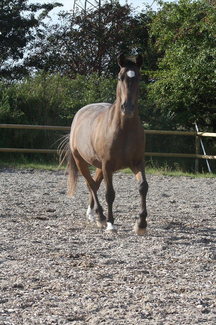 Anden særlig race Tchad the Spot (Død 2012) - Foto freja. Sep 2011 billede 3