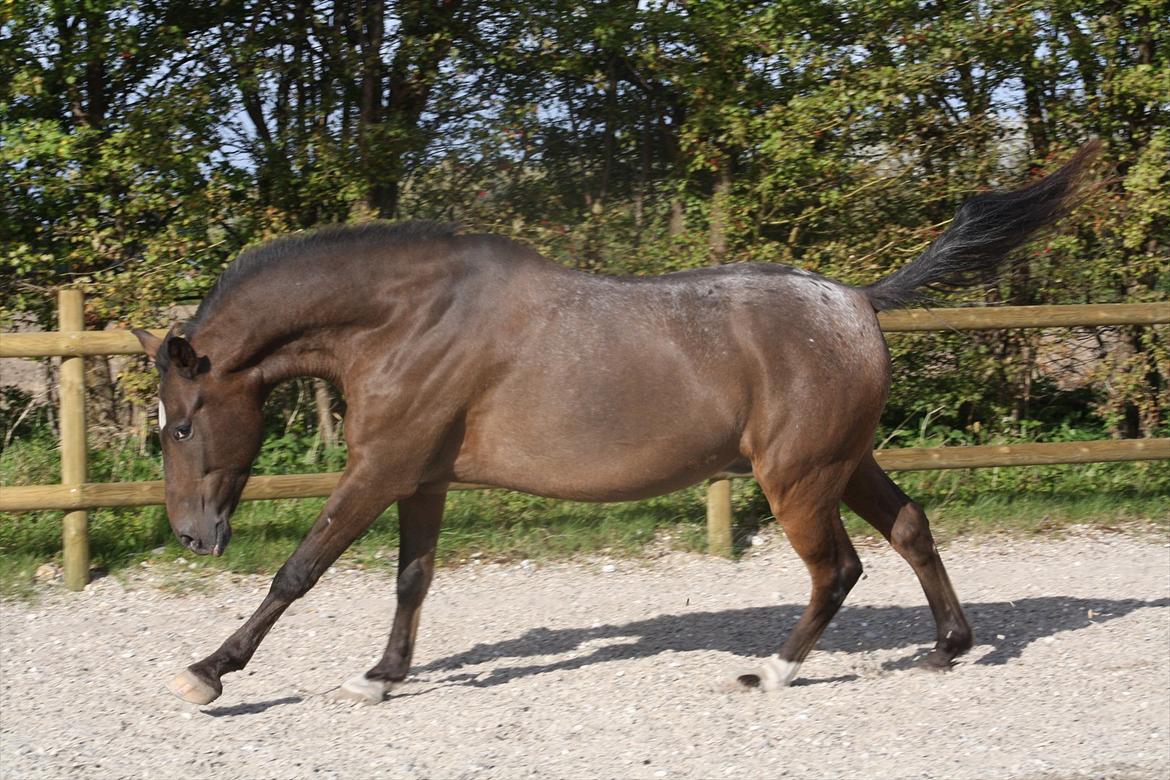 Anden særlig race Tchad the Spot (Død 2012) - Foto Freja, sep 2011 billede 4