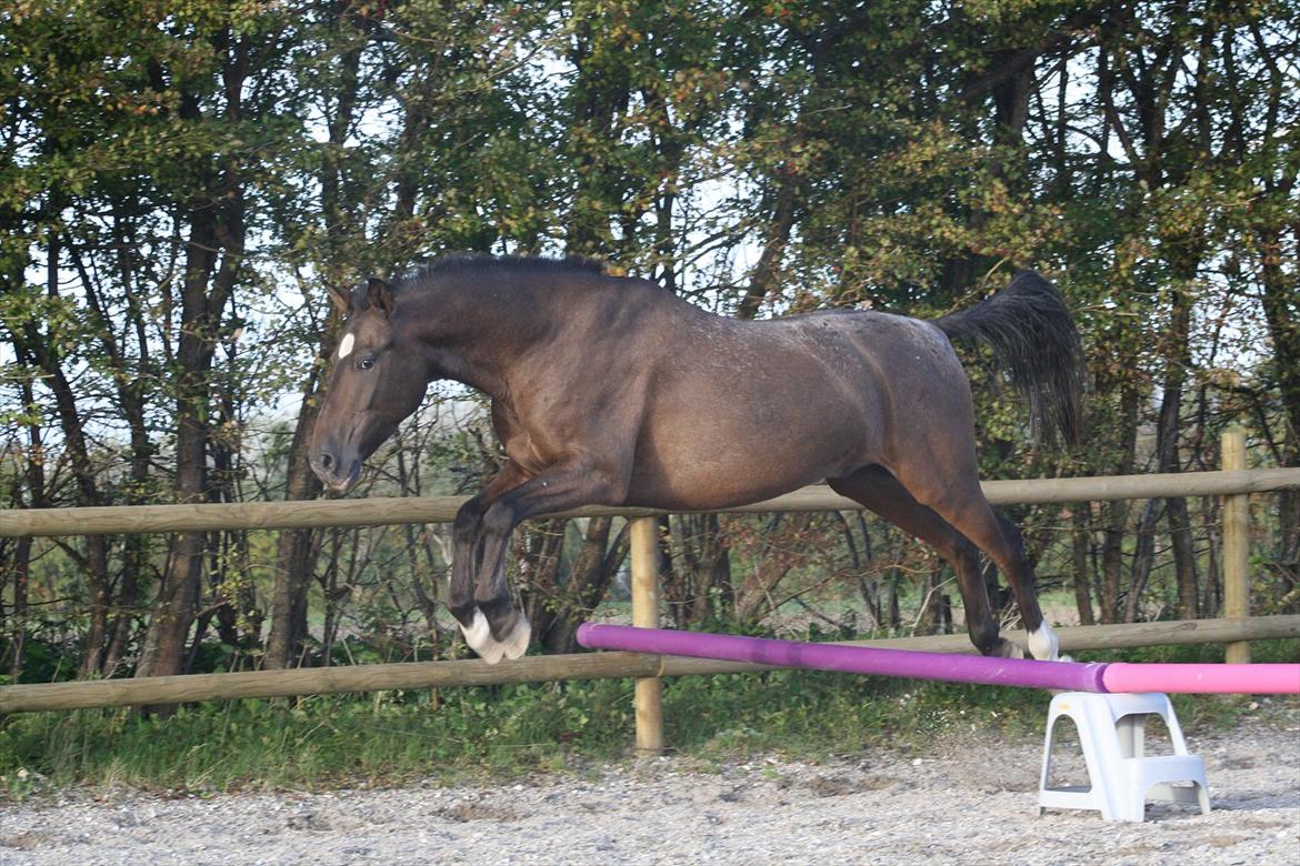 Anden særlig race Tchad the Spot (Død 2012) - Første løsspring. sep. 2011 billede 6