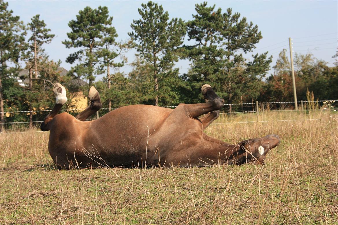 Anden særlig race Tchad the Spot (Død 2012) - Sensommer i sep. 2011. Ryggen klør billede 7