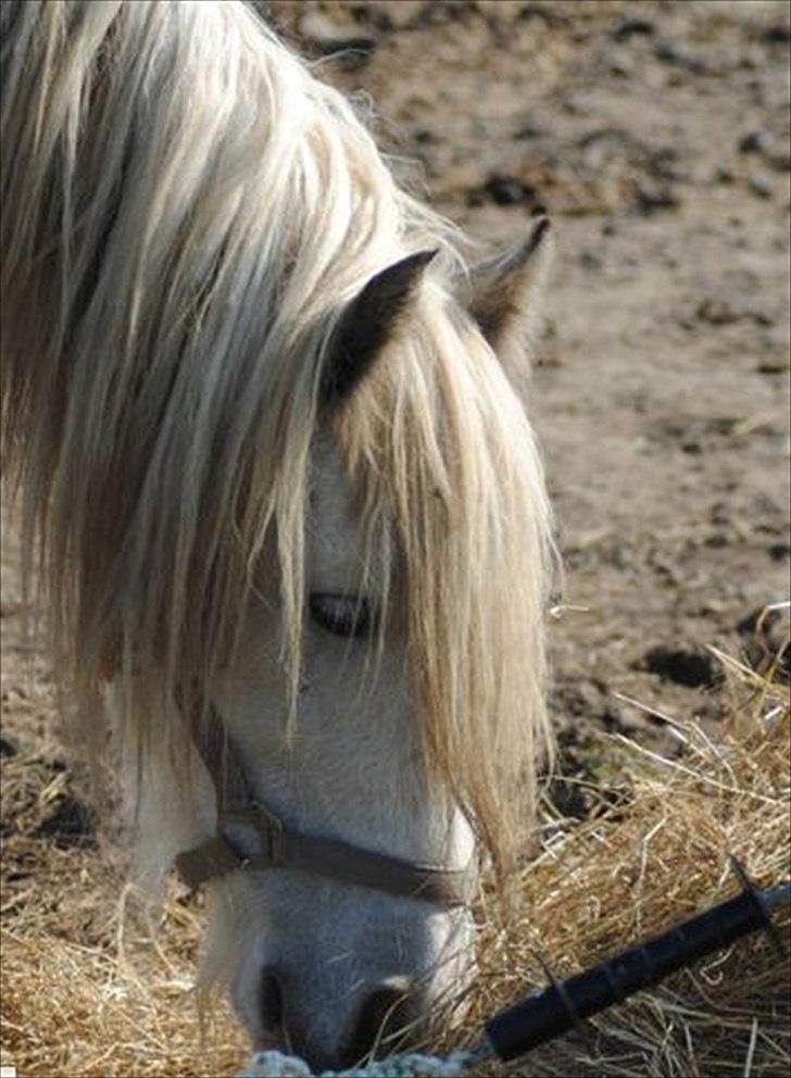 Irish Cob Little Big Bobby Beer - Dette billed er ikke lånt af gamle ejer - det er taget d. 25 September :-))  billede 3