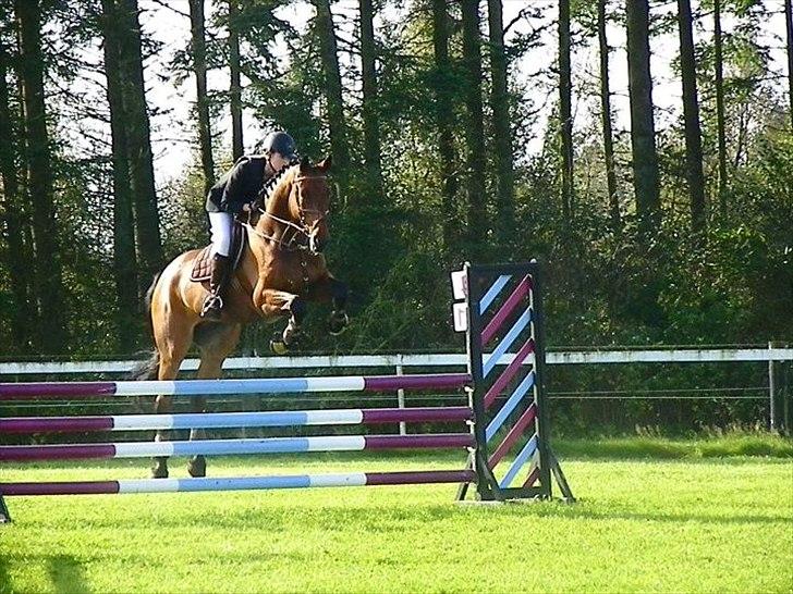 Holstener GREENHEART - STJERNEN! <3 billede 8