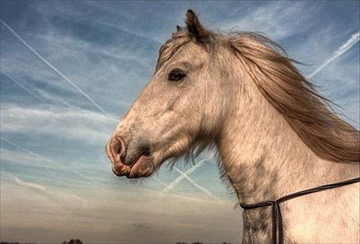 Irish Cob Little Big Bobby Beer - Billedet er lånt af gamle ejer - bliver opdateret!  billede 4