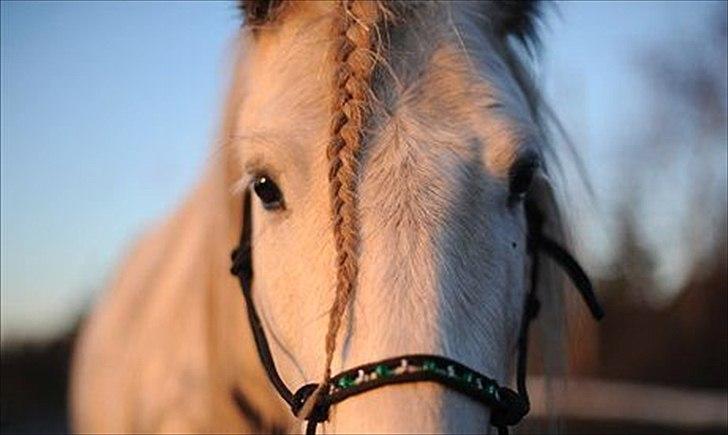 Irish Cob Little Big Bobby Beer - Billedet er lånt af gamle ejer - bliver opdateret!  billede 5