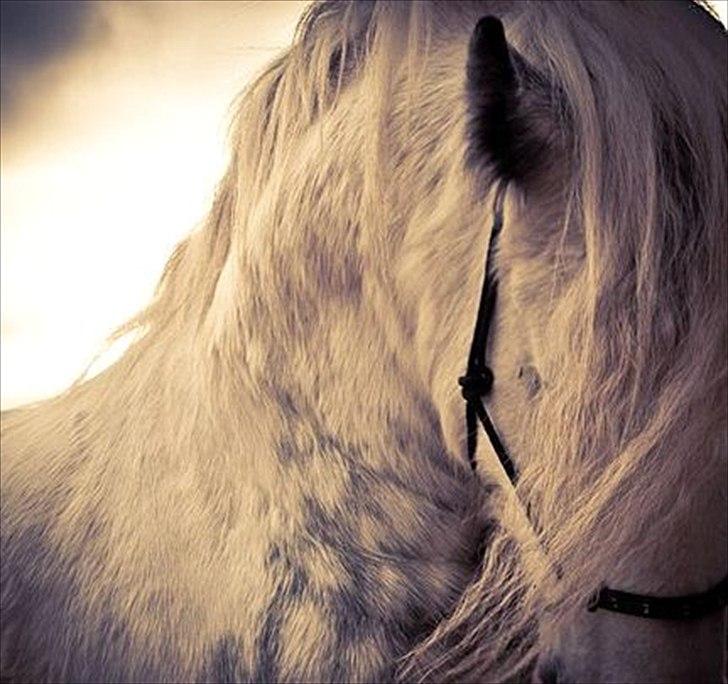 Irish Cob Little Big Bobby Beer - Billedet er lånt af gamle ejer - bliver opdateret!  billede 6