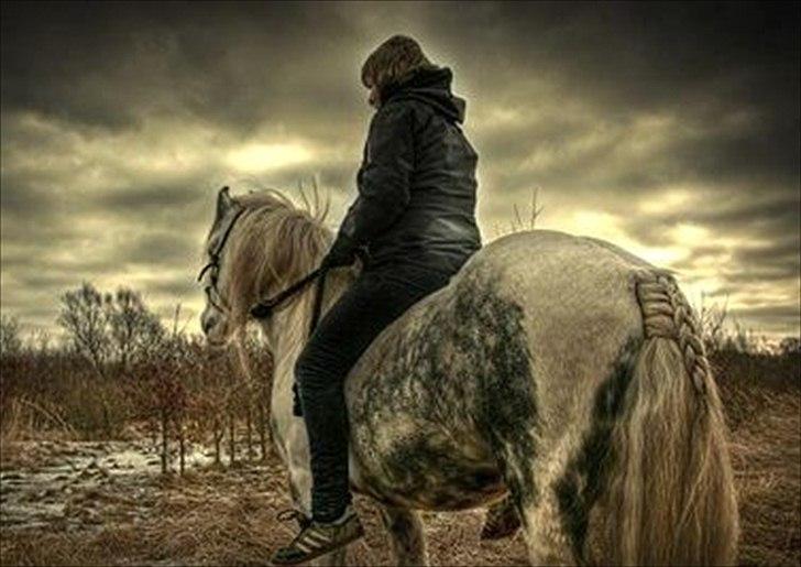 Irish Cob Little Big Bobby Beer - Billedet er lånt af gamle ejer - bliver opdateret!  billede 7