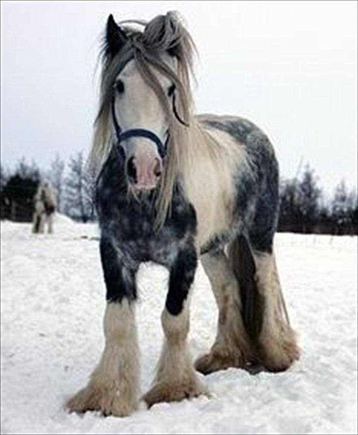Irish Cob Little Big Bobby Beer - Billedet er lånt af gamle ejer - bliver opdateret!  billede 8