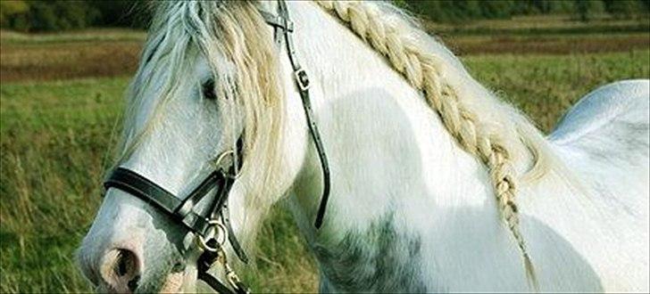 Irish Cob Little Big Bobby Beer - Billedet er lånt af gamle ejer - bliver opdateret!  billede 9