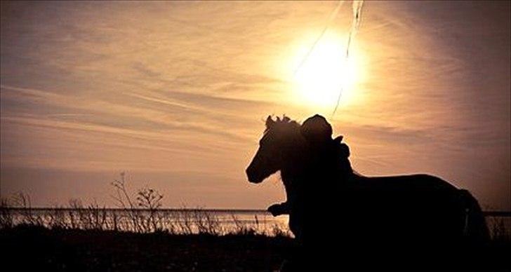 Irish Cob Little Big Bobby Beer - Billedet er lånt af gamle ejer - bliver opdateret!  billede 10
