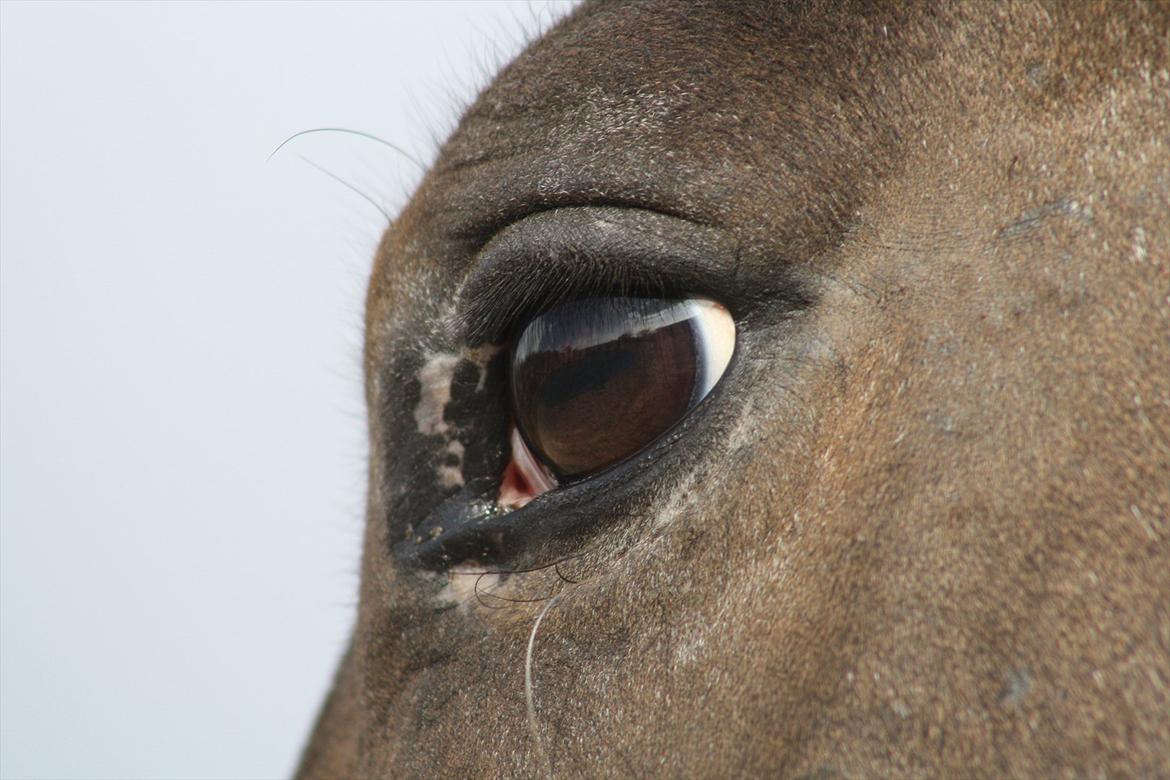 Anden særlig race Tchad the Spot (Død 2012) - foto freja billede 8