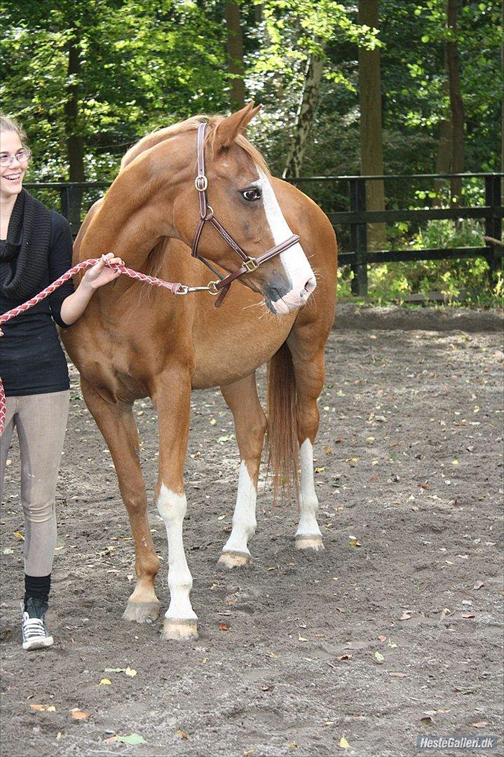 Arabisk fuldblod (OX) Maglebjergs My Girl Laura - And the girl fell in love with the horse...! ♥
Billed: Kristine billede 19