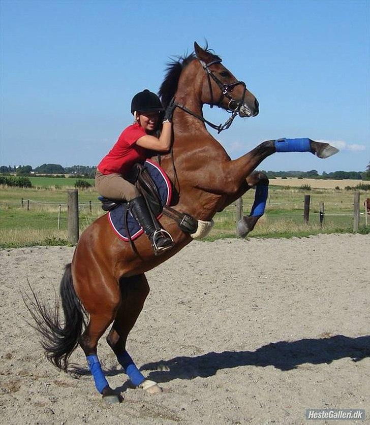 Connemara Søstholm Rapsody - A Pony - Cirkus pony :) billede 19