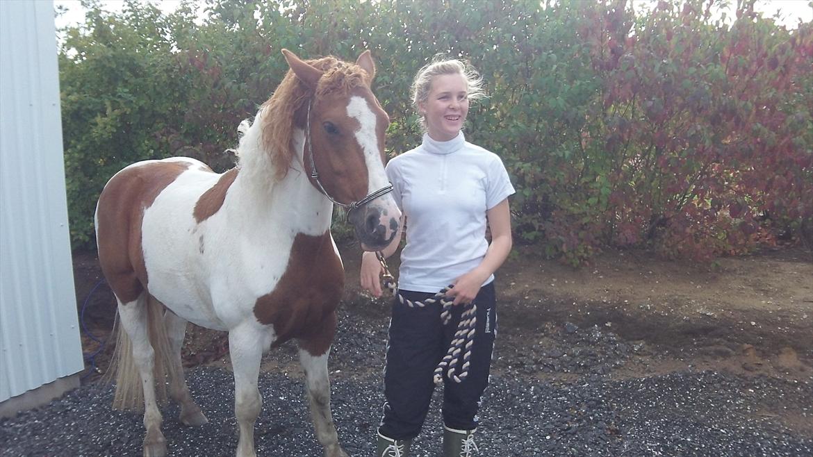 Pinto Lee - Cooper GOLÅ<3solgt - velkommen til Coopers profil. 
læg gerne en kommentar inden i går videre.

til stævne d. 24/9-11 på Vasehus.
foto: Josephine billede 3