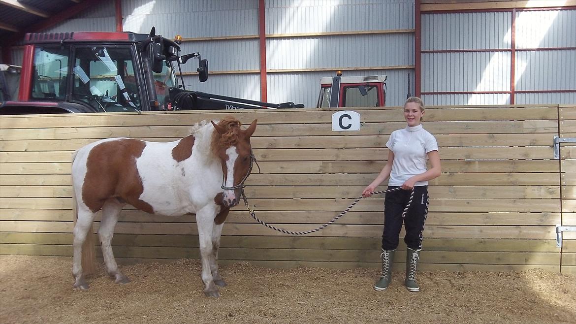 Pinto Lee - Cooper GOLÅ<3solgt - foto: Josephine billede 11