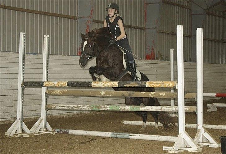 Welsh Pony af Cob-type (sec C) Felinmor Grand Slam SOLGT - Den lille superspringer :-) billede 11