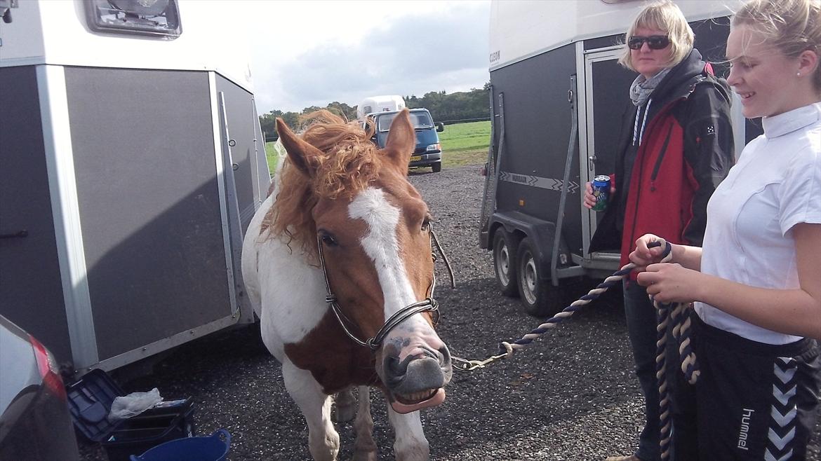Pinto Lee - Cooper GOLÅ<3solgt - foto: Josephine billede 12
