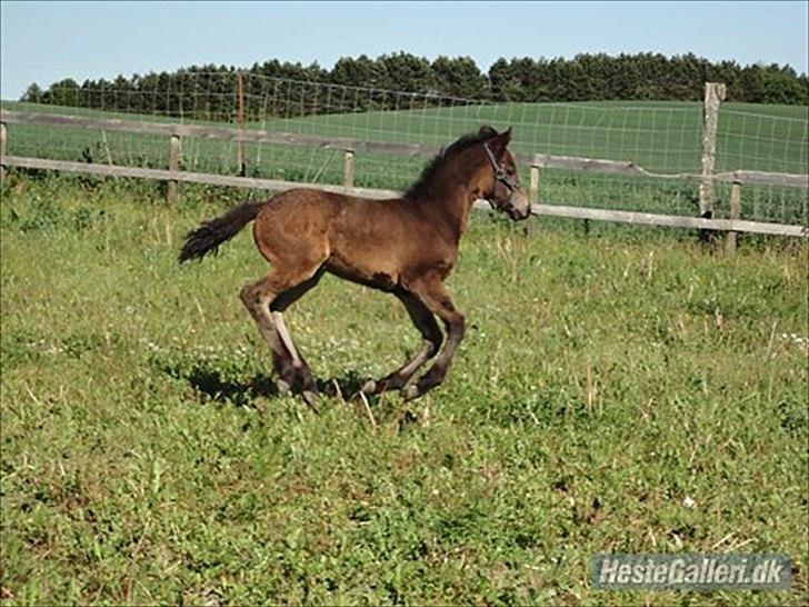 Anden særlig race Callaway solgt billede 1