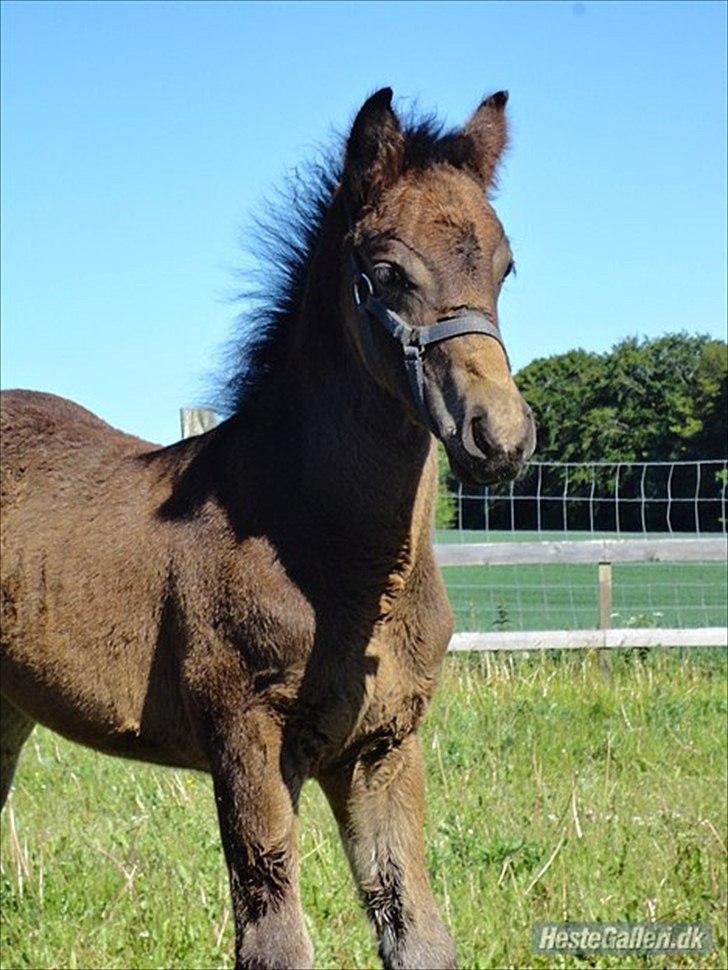 Anden særlig race Callaway solgt billede 2