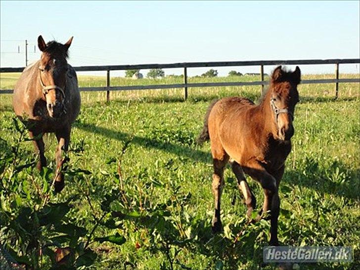 Anden særlig race Callaway solgt billede 4