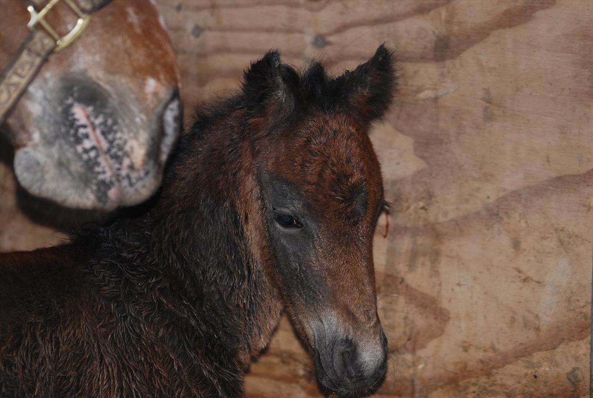Anden særlig race Callaway solgt billede 5