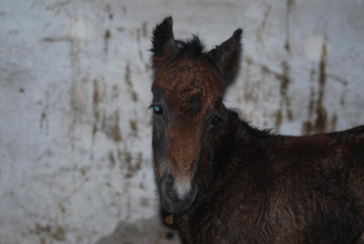 Anden særlig race Callaway solgt billede 6
