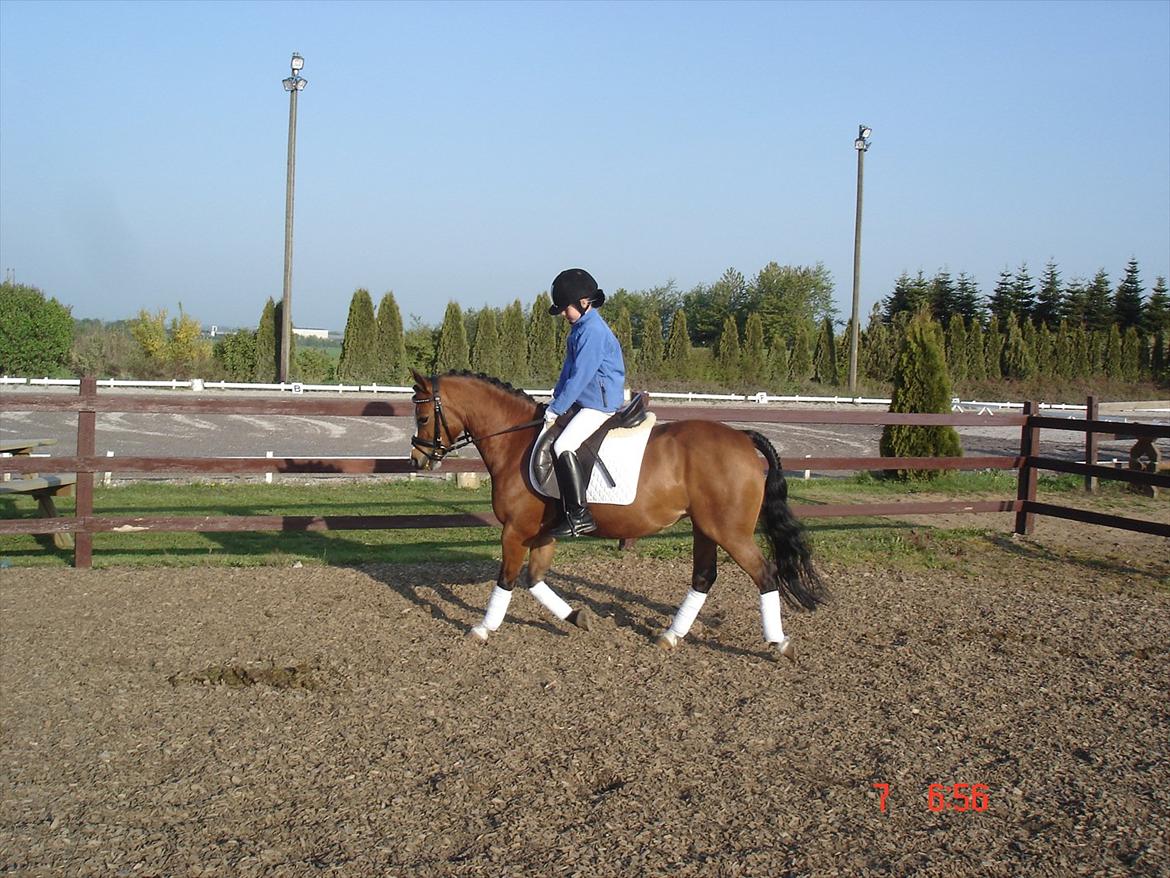 Welsh Pony (sec B) Sille  *A-pony* billede 9