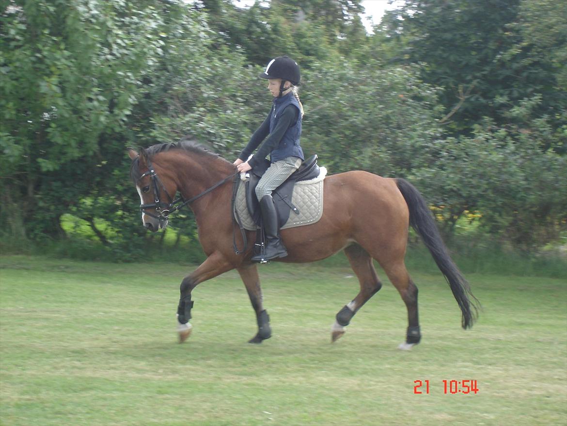 Welsh Pony (sec B) Sille  *A-pony* billede 2