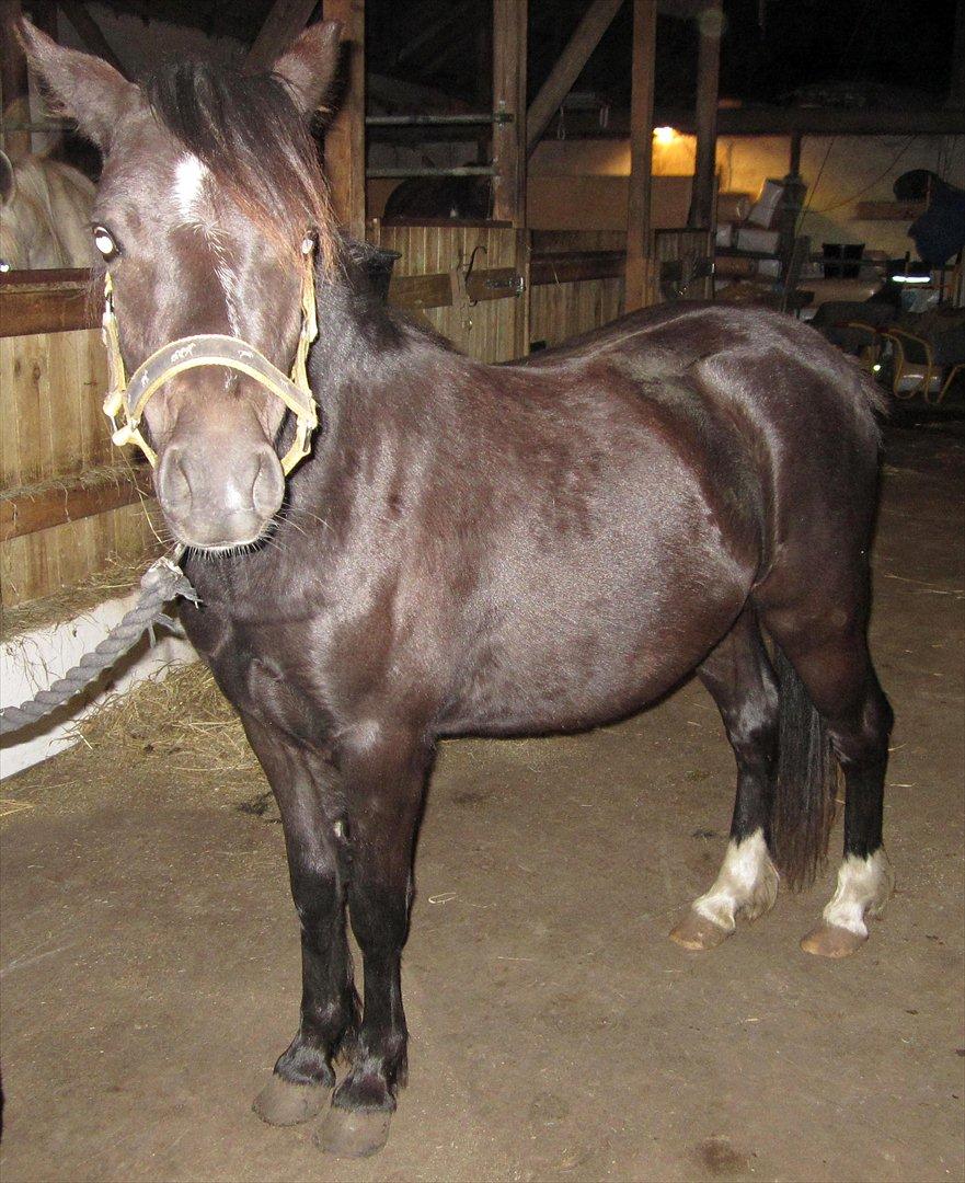 Welsh Mountain (sec A) Piccasso billede 7