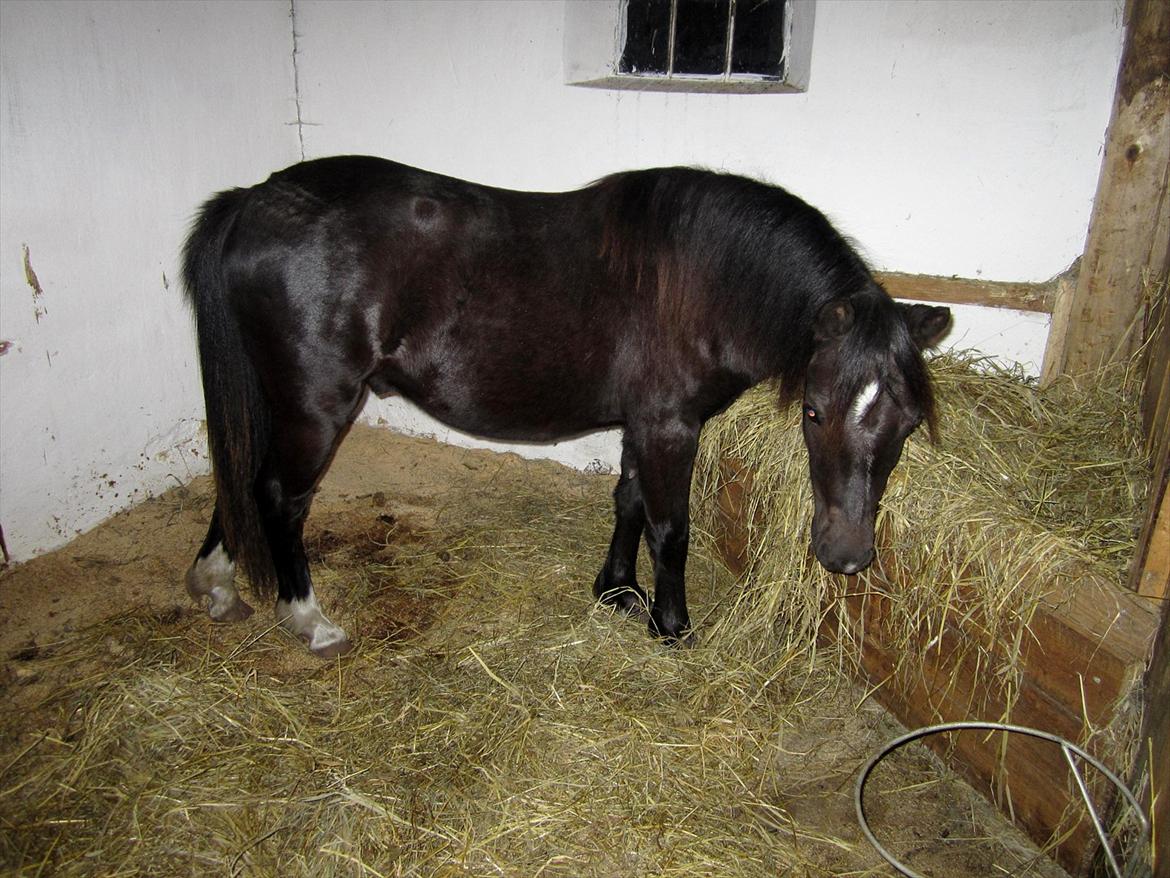 Welsh Mountain (sec A) Piccasso billede 8