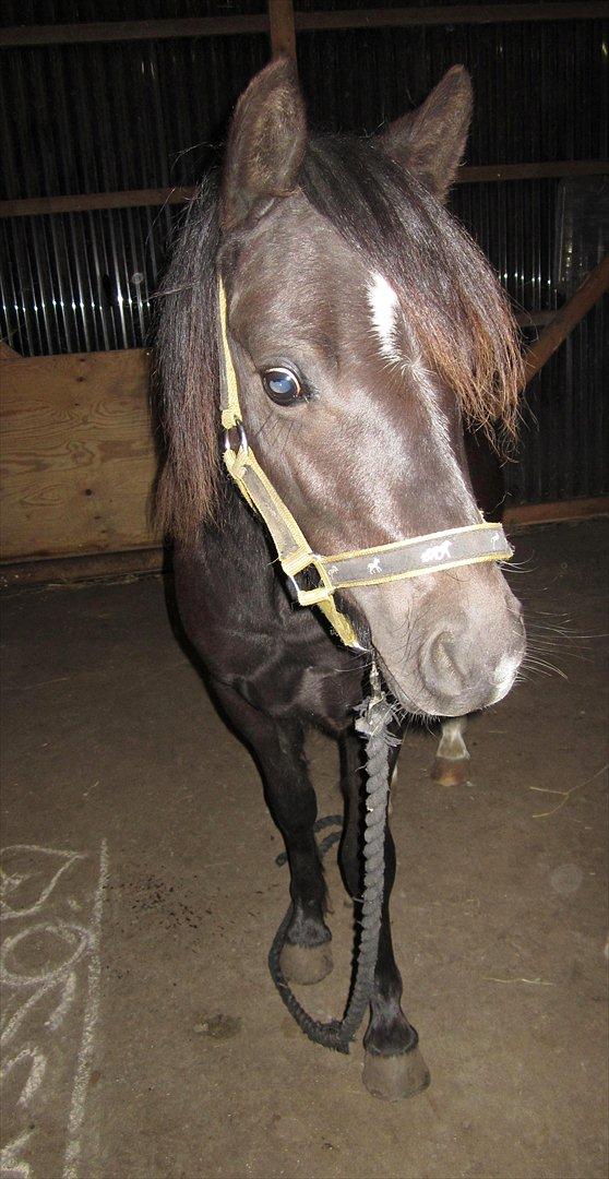 Welsh Mountain (sec A) Piccasso billede 9