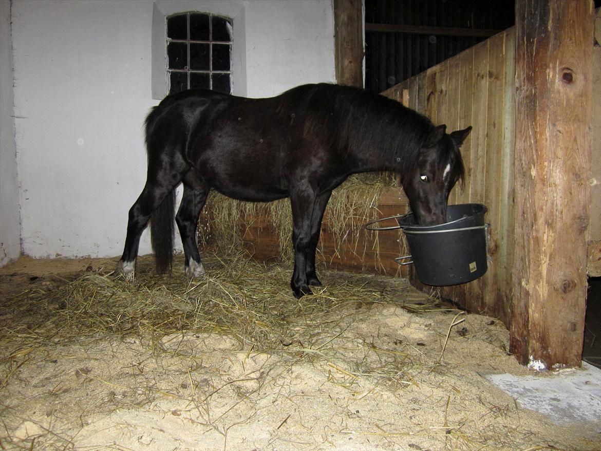 Welsh Mountain (sec A) Piccasso billede 10