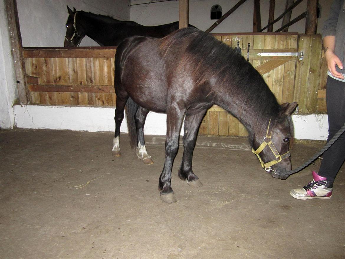 Welsh Mountain (sec A) Piccasso billede 11