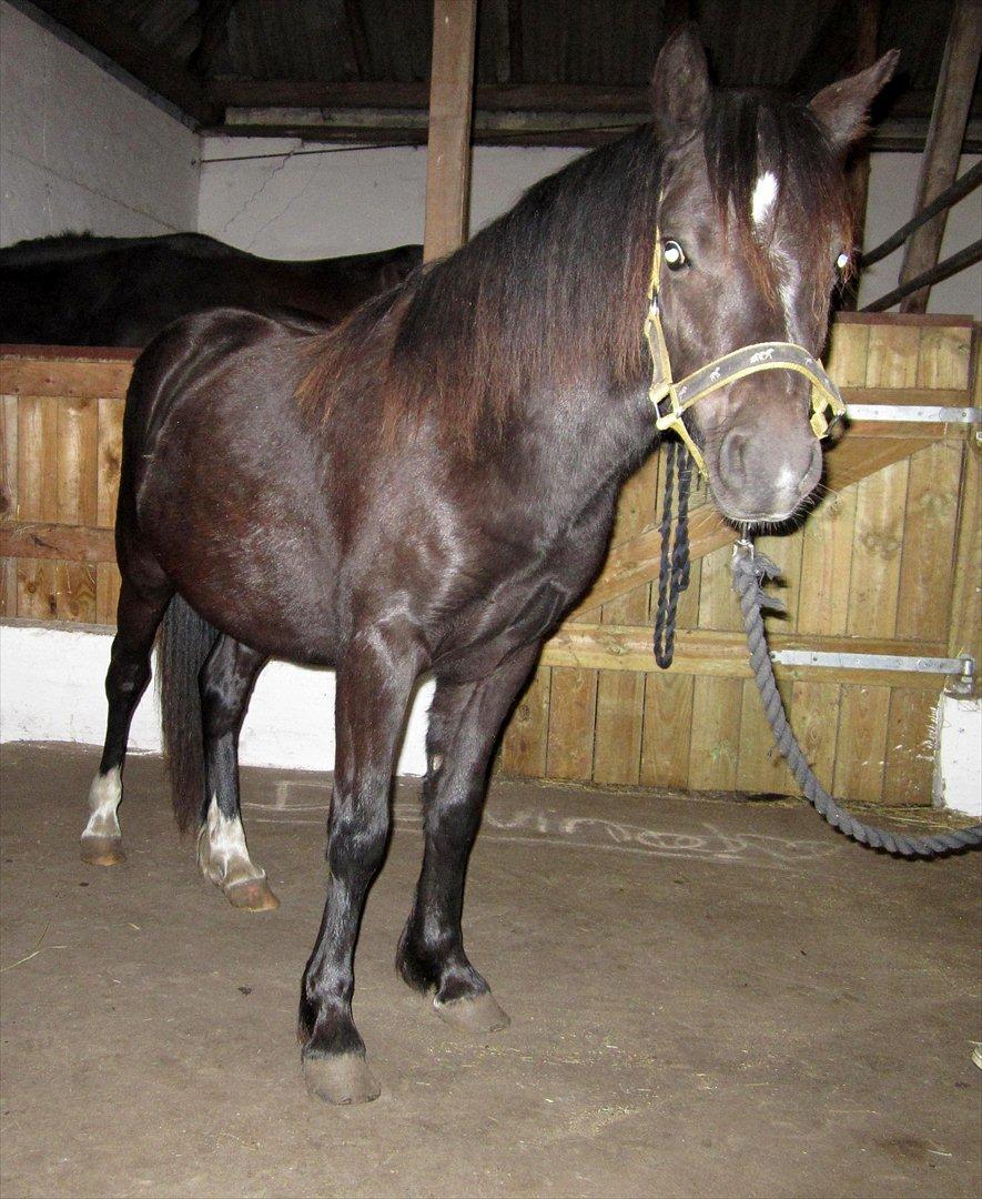 Welsh Mountain (sec A) Piccasso billede 12