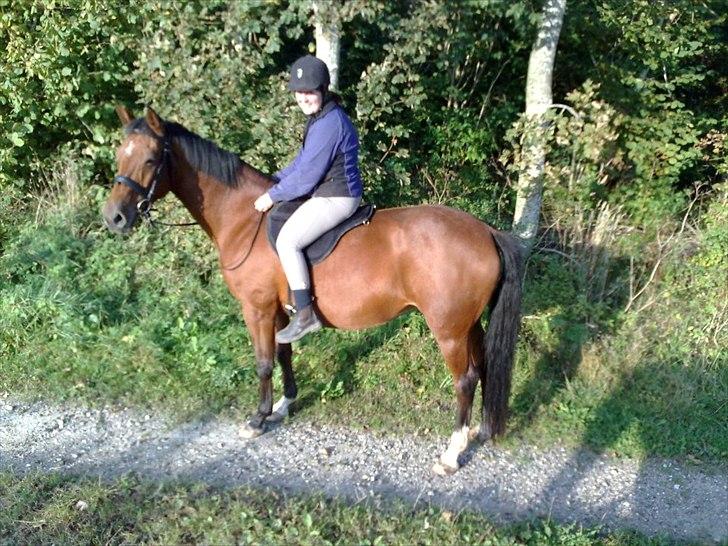 Palomino Charming Miss - Behaving billede 19