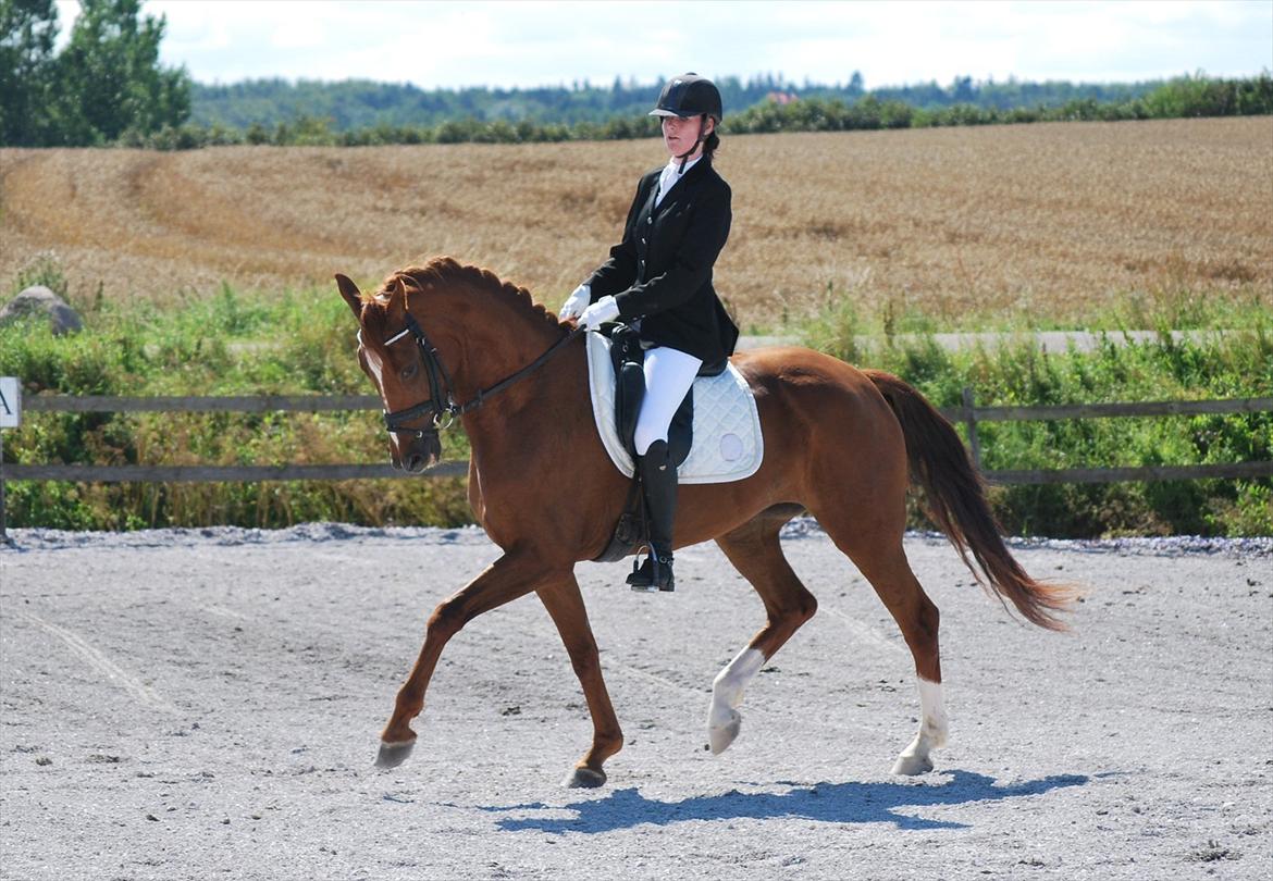 Dansk Varmblod Cometessen billede 10