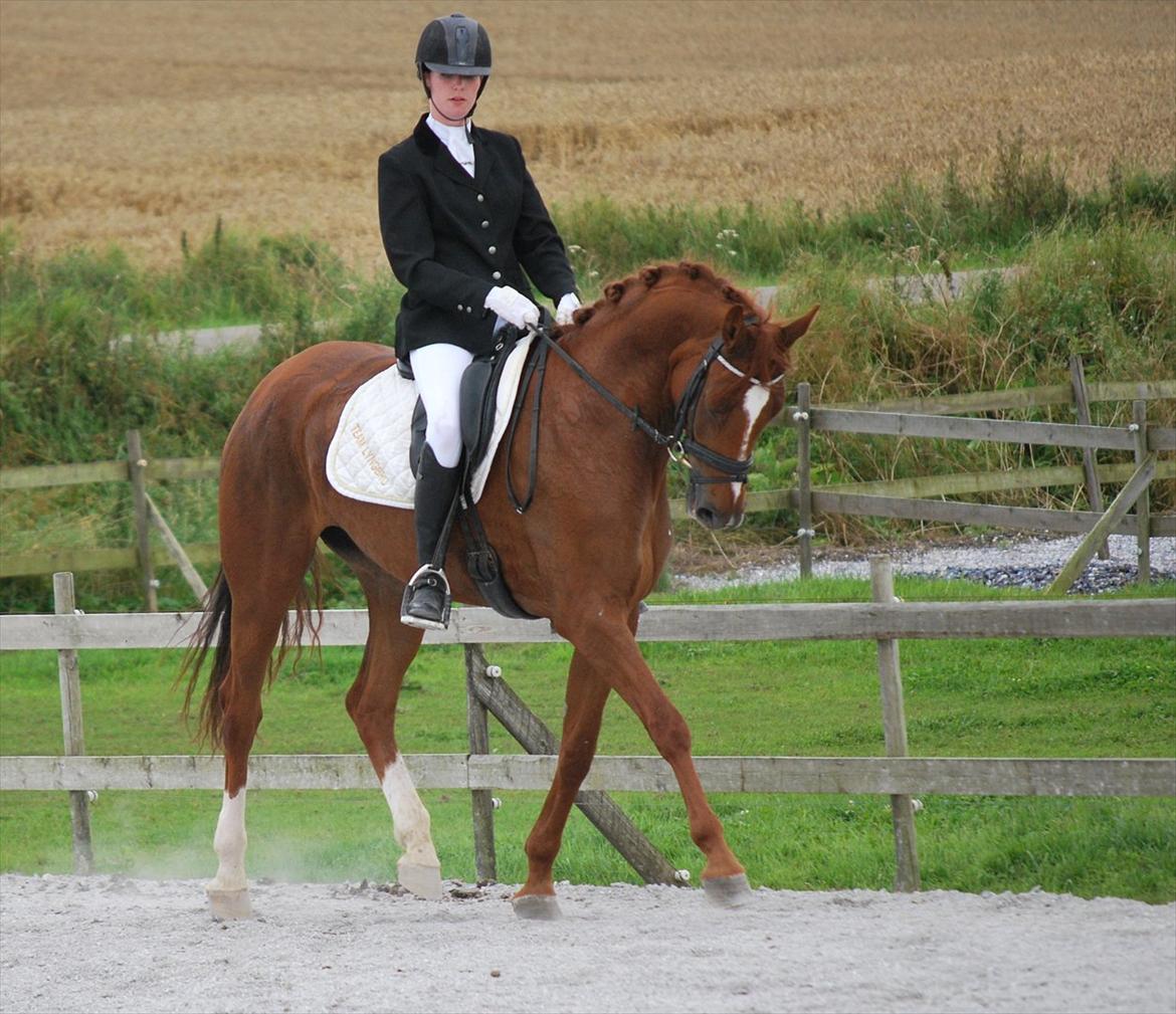 Dansk Varmblod Cometessen billede 7