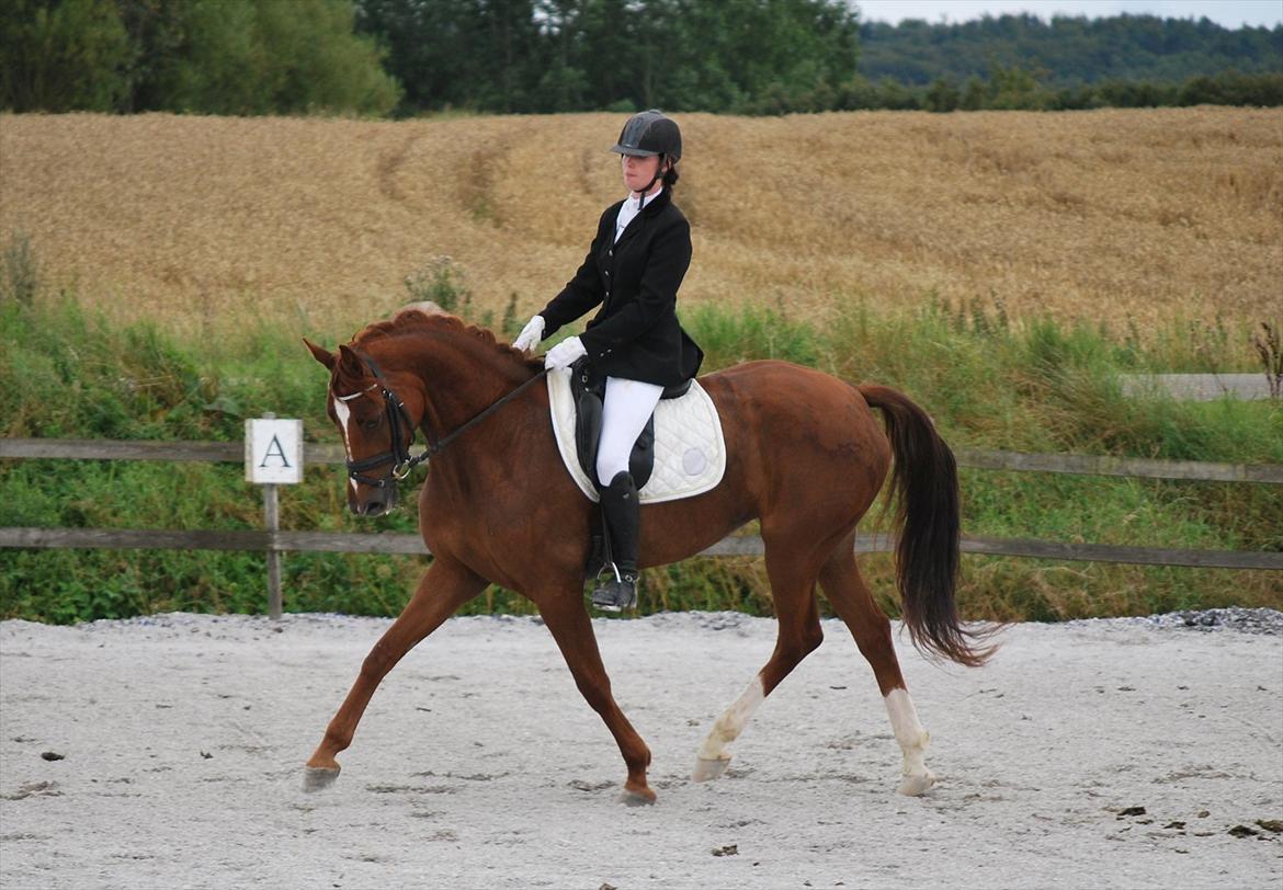 Dansk Varmblod Cometessen billede 13