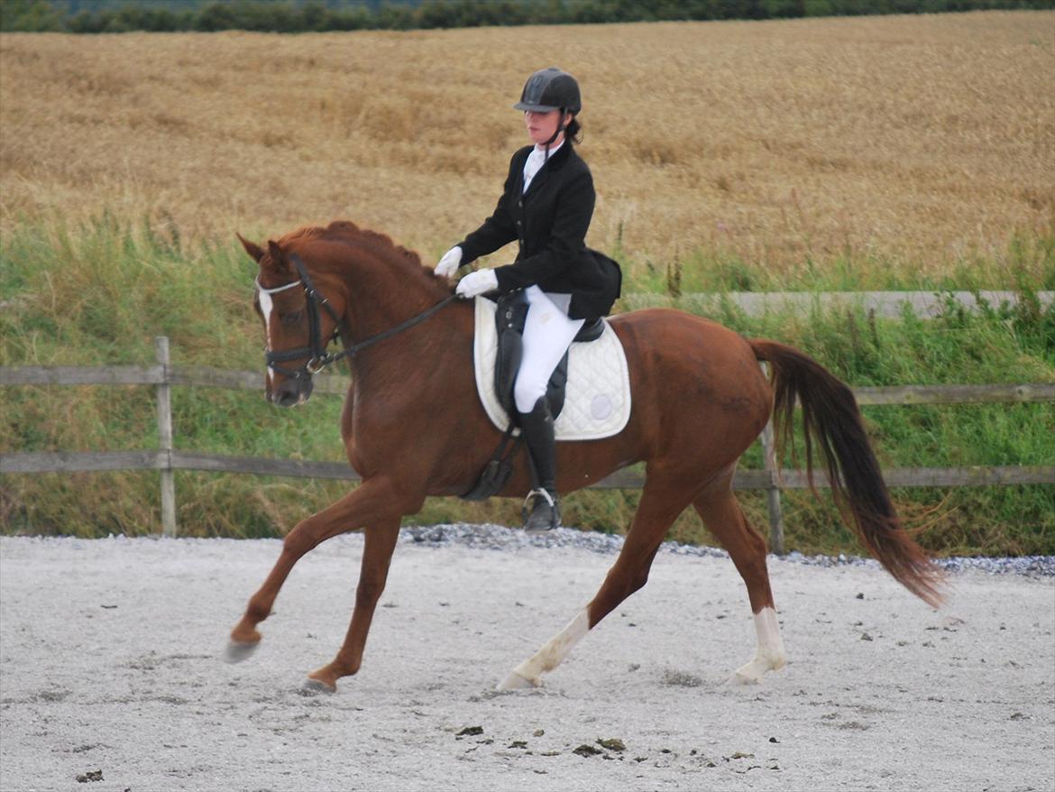 Dansk Varmblod Cometessen billede 16