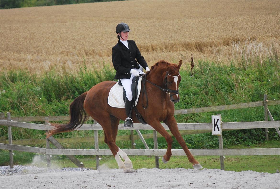 Dansk Varmblod Cometessen billede 2