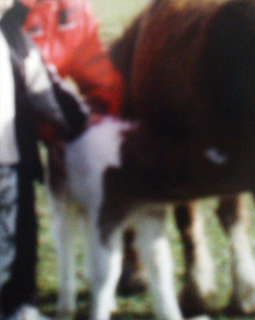 Shetlænder Nicky - meget dårlig kvalitet :( billede 11