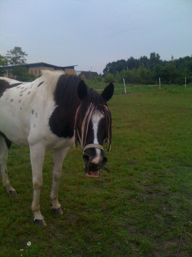 Pinto PintoStar (Red)* billede 8