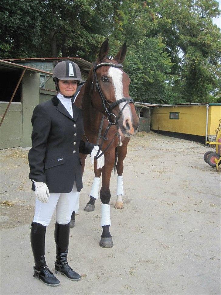 Dansk Varmblod Samson billede 17