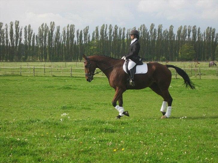 Dansk Varmblod Samson billede 18