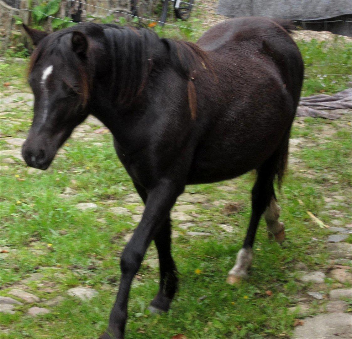 Welsh Mountain (sec A) Piccasso billede 13