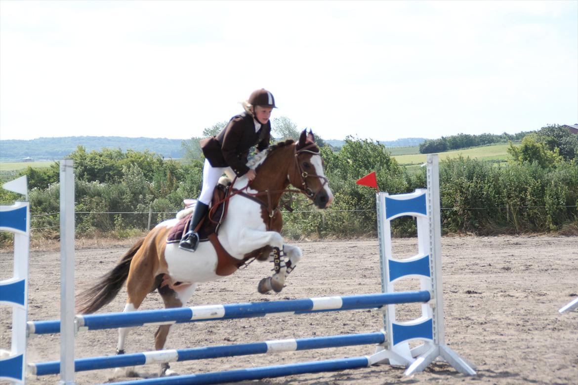 Anden særlig race Prins Engholm~  Solgt...-( - LC i RRKB.. Fik en 2. plads - 2011 billede 6