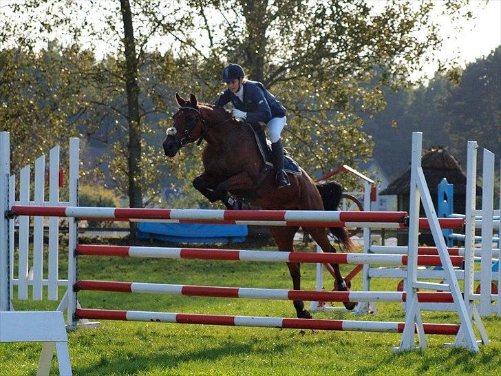 Anden særlig race Aktiv Junior (Lånehest) - Omspring i 130cm. Taget af Annika Løvmose Holm. billede 1
