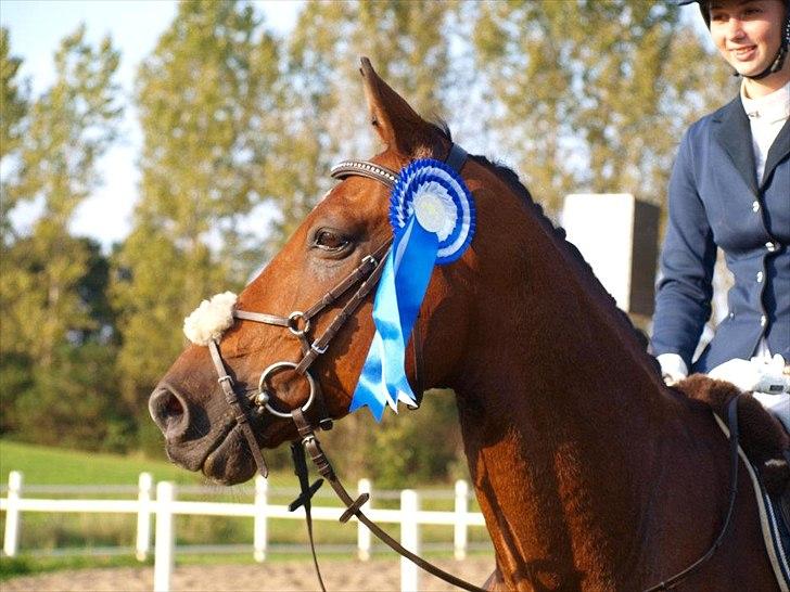 Anden særlig race Aktiv Junior (Lånehest) - Nr 2 til klubmesterskabet 2011. Taget af Annika Løvmose Holm. billede 13